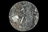 Round Fossil Goniatite Dish #73726-1